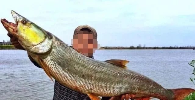 它是最凶猛的淡水鱼,被喻为水中老虎和水中恶霸——鱤鱼
