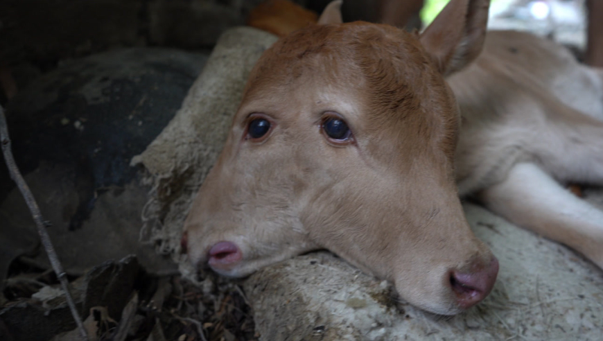 家中母牛生下奇特牛宝宝,双头四眼主人看呆了,村民:第一次见