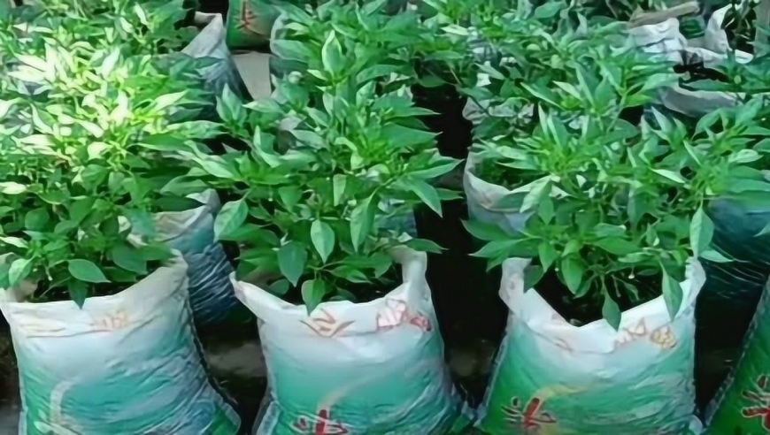 有洁癖的大妈,种菜也是与众不同,用米袋子种菜整洁干净!