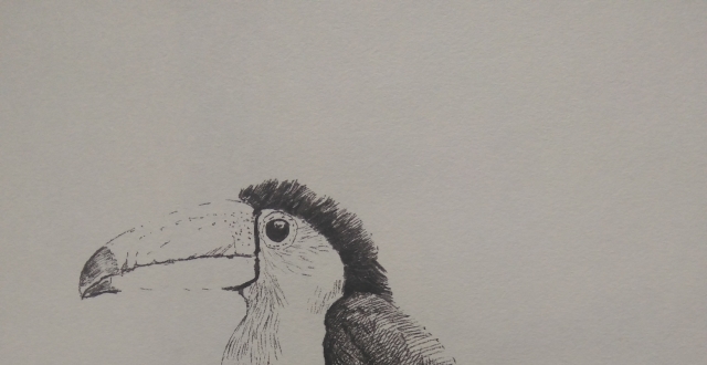 一直黑色签字笔画得巨嘴鸟素描