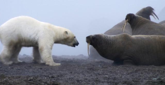 饿急的北极熊疯狂扑向海象群,海象拼命反击,到底谁更厉害
