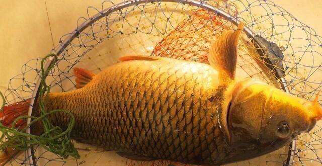 玉米钓大鲤鱼实用技巧