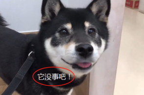 柴犬的颜色选择 赤黑白还是胡麻 腾讯新闻