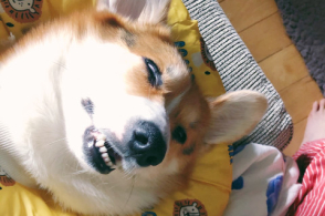 柴犬的颜色选择 赤黑白还是胡麻 腾讯新闻