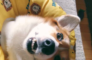 柴犬的颜色选择 赤黑白还是胡麻 腾讯新闻