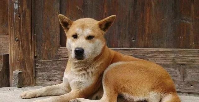 乡土散文:俺家的大黄狗