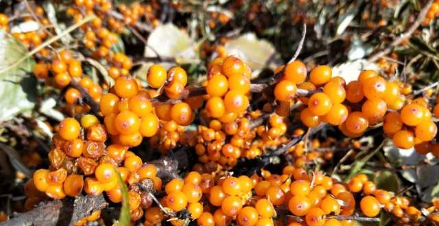 山窝窝中的金珠玛瑙果