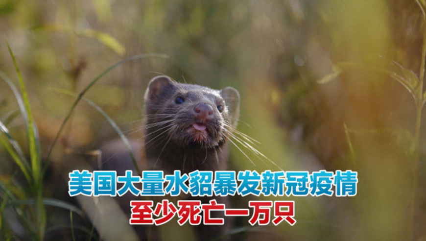 美国大量水貂被人传染病毒,暴发新冠疫情,至少死亡一万只