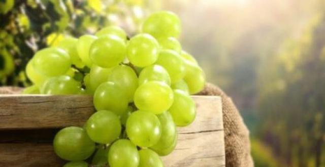 酿造葡萄之白羽葡萄