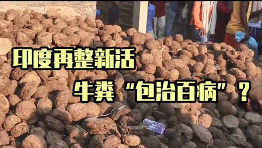 确诊人数超750万,印度又对牛粪下手了,将研发治愈百病的药物