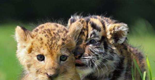 小狮子和小老虎打架,网友:烫头的果然打不过有纹身的!