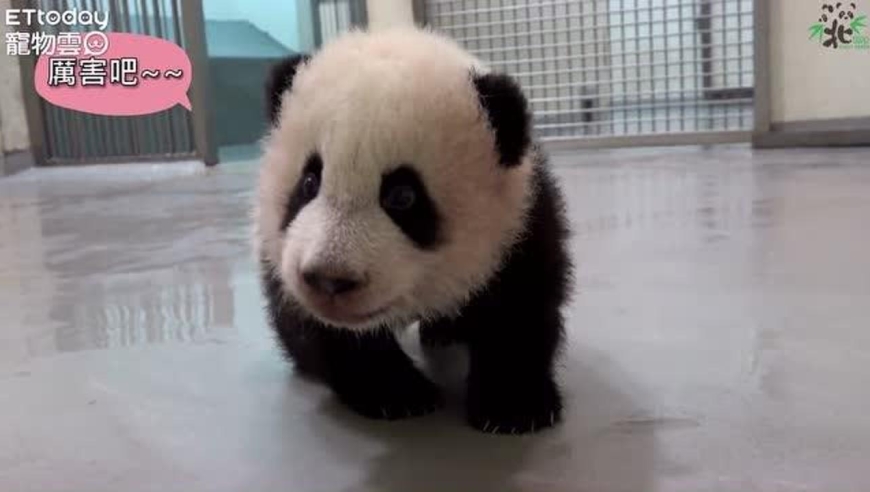 大熊猫"圆宝"学走路,成绩喜人