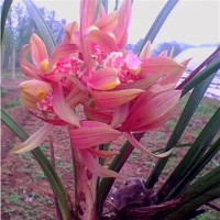 宋小宝文松王小利演绎小品《甄嬛传》:观众笑