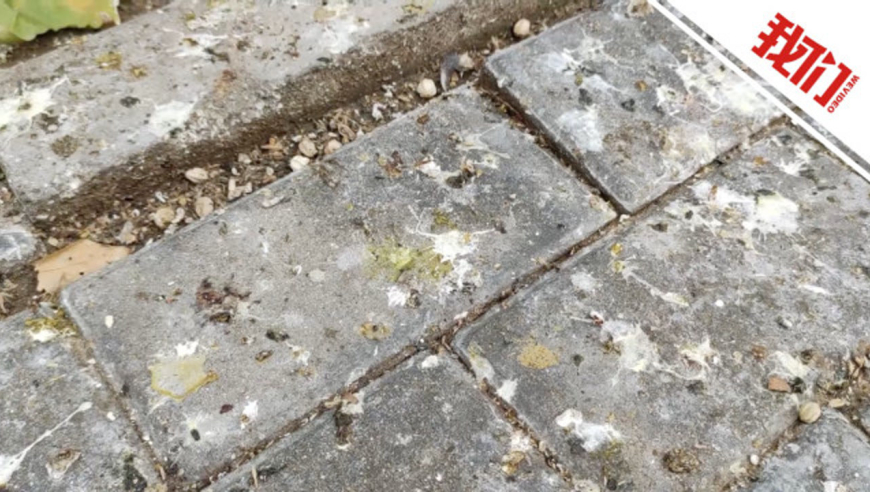 西安一商业街聚集黑压压一片鸟 附近商户:人不敢通过 鸟排粪像下雨