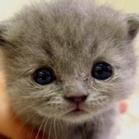 看这胖子的舞蹈节奏好搞笑_腾讯视频