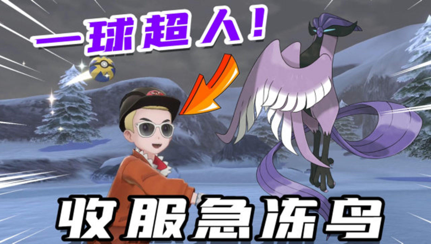 宝可梦剑盾:急冻鸟在王冠雪原出现,河马哥用一颗球直接收服它