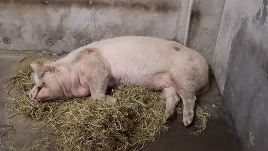 12岁"猪坚强"住新家后迎来首个冬天:每天躺别墅睡大觉
