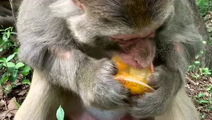 动物园的猴子居然都是这样吃果冻的,这技术真厉害,我算是见识到了!