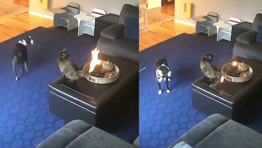 高冷!猫咪尾巴起火面不改色淡定观看直至熄灭,一旁狗子却急疯了
