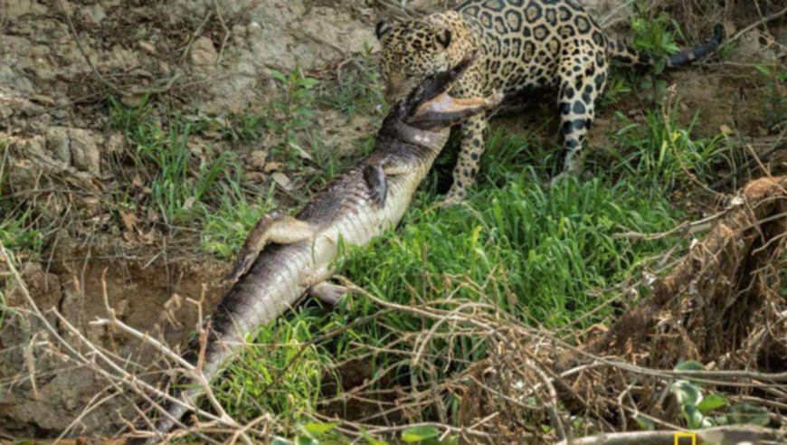 美洲豹捕杀鳄鱼狠狠咬住脖子 对方趁其走神猛然逃窜 结局出人意料