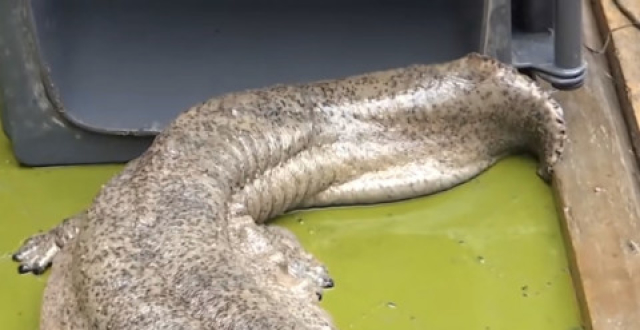 蔷薇是富贵花啊最新文章