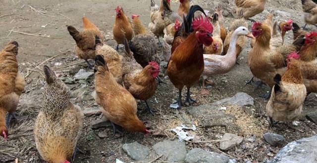 巧用头痛散可快速提高散养土鸡产蛋量,成本几乎可以忽略不计