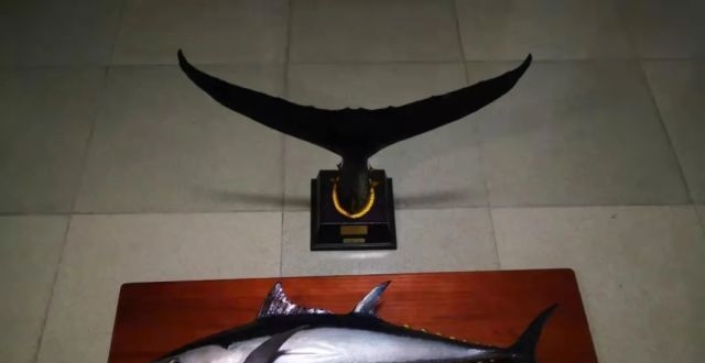 金枪鱼标本是如何制作的?