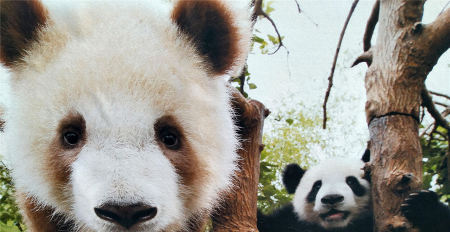 秦岭有只大熊猫,一身棕色皮毛,曾因太丑被吐槽,如今成为大明星