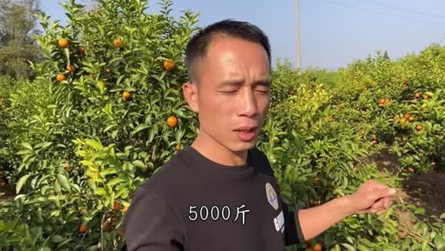 广西砂糖橘迎来大丰收,小辉带大家看看收购价,是不是很便宜