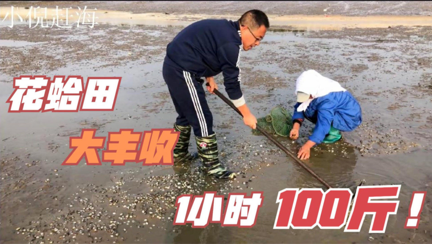 小倪赶海花蛤田里大作战,卖5元一斤的花蛤,竟是用来喂螃蟹