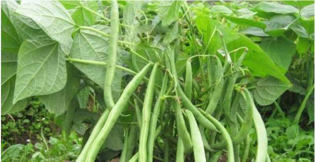 农村种植豆角如果不搭架,会发生什么情况?
