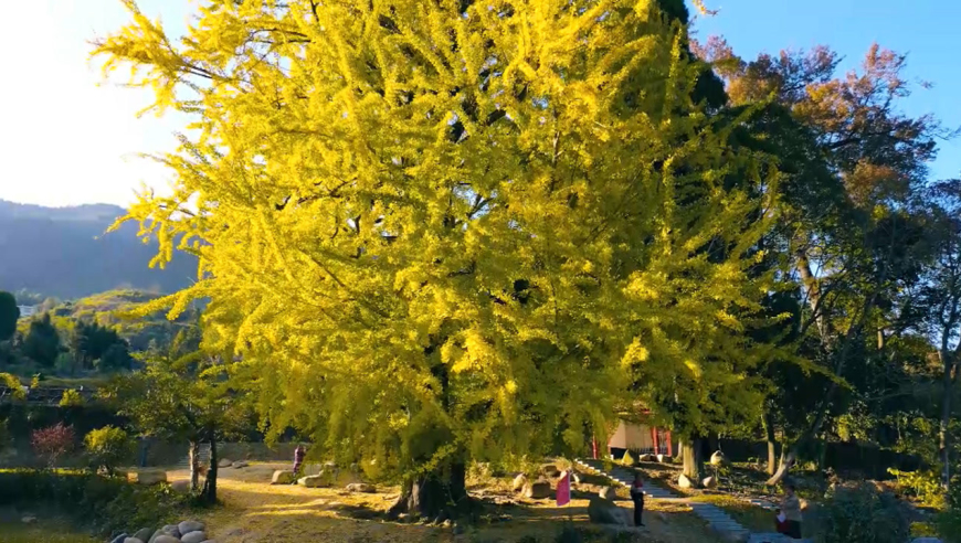 一年一度黄金甲 汝城乡村这颗千年银杏迎来颜值巅峰