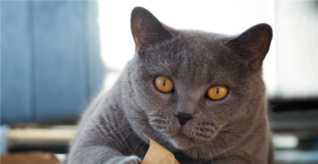 蓝猫便便,一颗一颗好硬的感觉,蓝猫要好用力才拉得出来