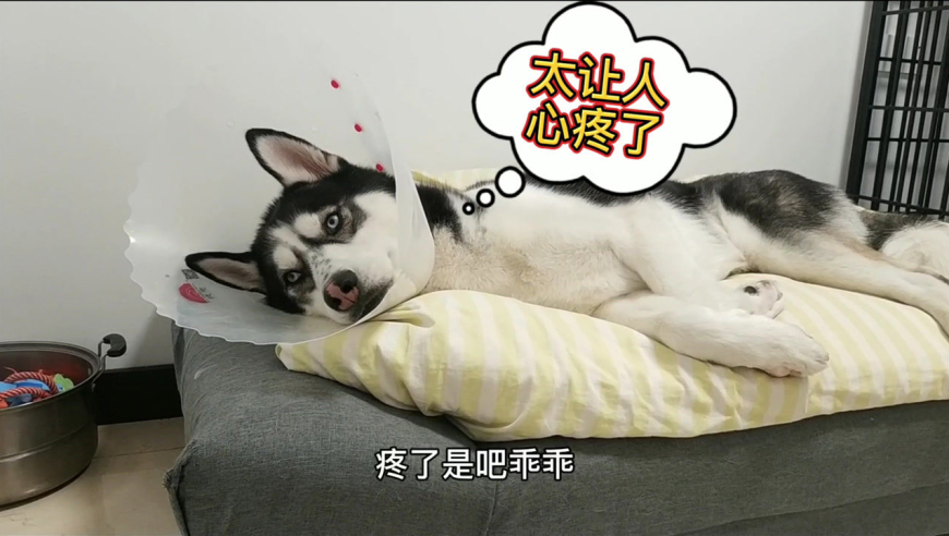 狗狗从医院疗伤回家后,委屈的像个孩子躲起来偷偷哭泣,心疼哭了