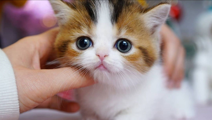 超萌小奶猫,又乖又可爱