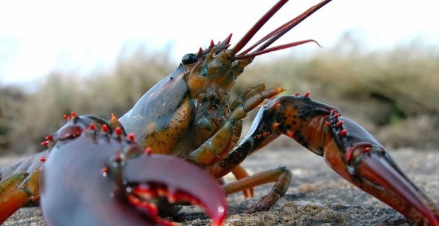 长生不老,永葆青春真的不再是神话,探秘巨型龙虾不死之谜