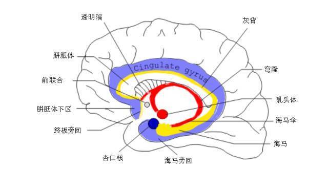 定位诊断：浪漫的颞叶、记忆、行为与梦境_腾讯新闻