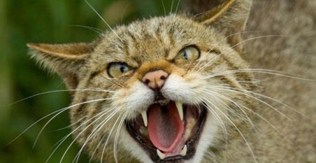 英国大叔雪地救助超稀有苏格兰野猫，可惜经历严寒无力回天