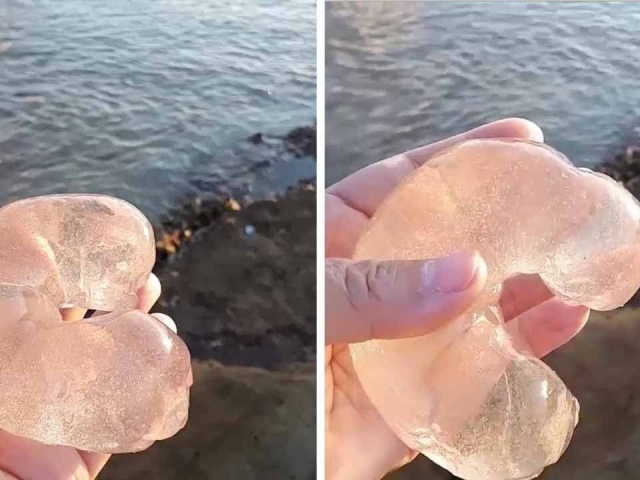 游客在海滩发现一块"月牙状果冻",q弹十足,这又是什么东西呢
