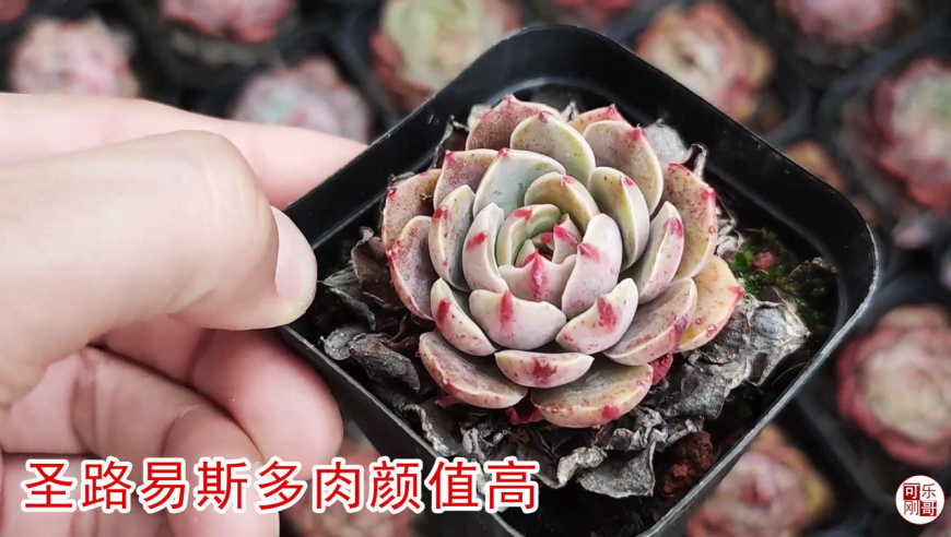 美人痣和圣路易斯多肉小桩挺漂亮,希望春天能长大点!