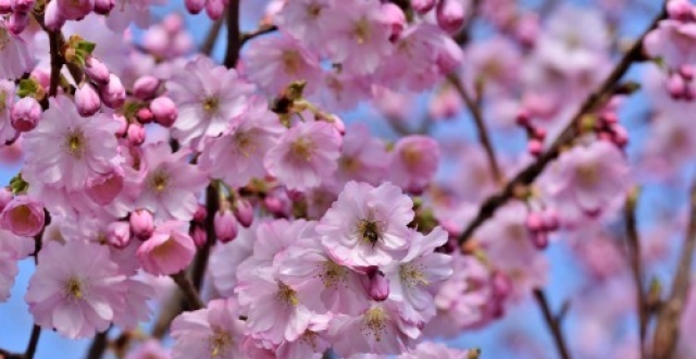 未来9天,缘分桃花比比皆是,爱情幸福无比的4大生肖