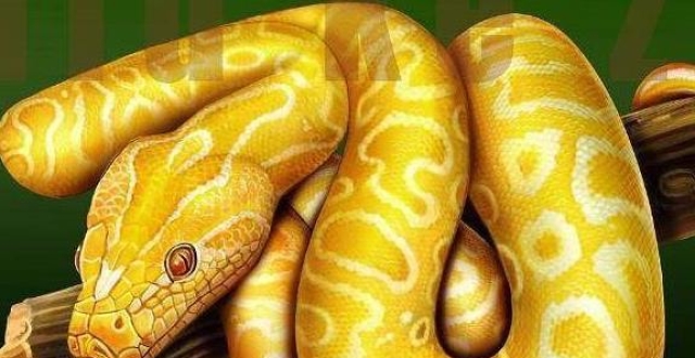心理测试:选一只黄金蟒!测出你财运最旺的年龄段,超准!