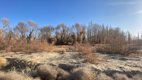 万亩防护林遭大面积"剃光头"式砍伐? 探访敦煌阳关林场