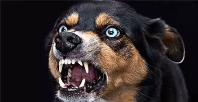 人得了狂犬病会死,那么狗得了狂犬病会死吗?