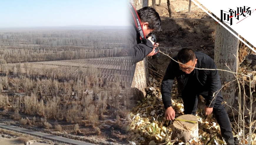 探访敦煌阳关林场:官方称树木"砍头"系因清除枯枝 违规果园将重点整改