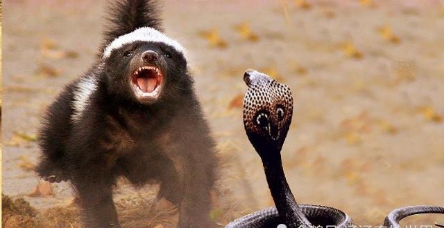 "平头哥""蜜獾"号称无所畏惧的动物,"平头哥"这个名字的由来!