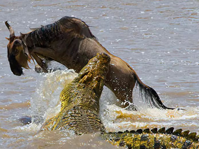 鳄鱼潜伏在马拉河中,猛地张开大嘴,将角马拖入河中!