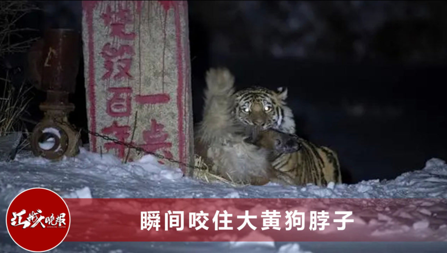 吉林野生东北虎捕食画面曝光:瞪眼飞扑咬住护院狗,摄影师回忆抓拍惊险