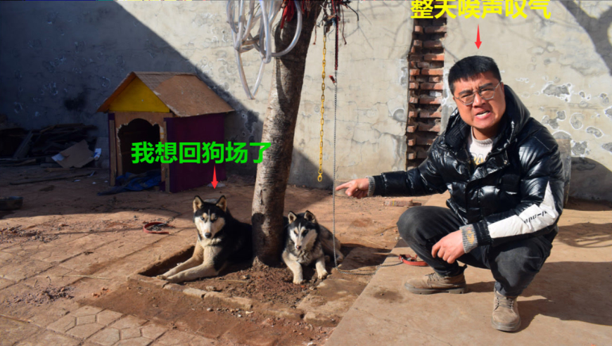 哈士奇唉声叹气地想家了,小吉对此毫无办法,大家说该如何安慰?