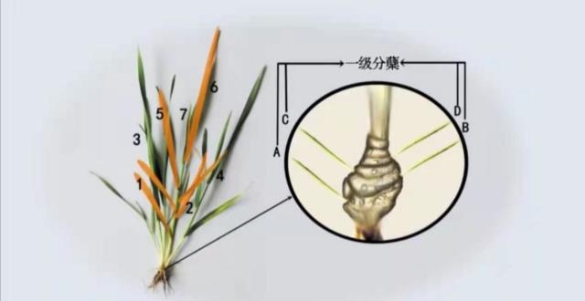 要想小麦种的好,掌握冬小麦的分蘖规律很重要.你了解吗?